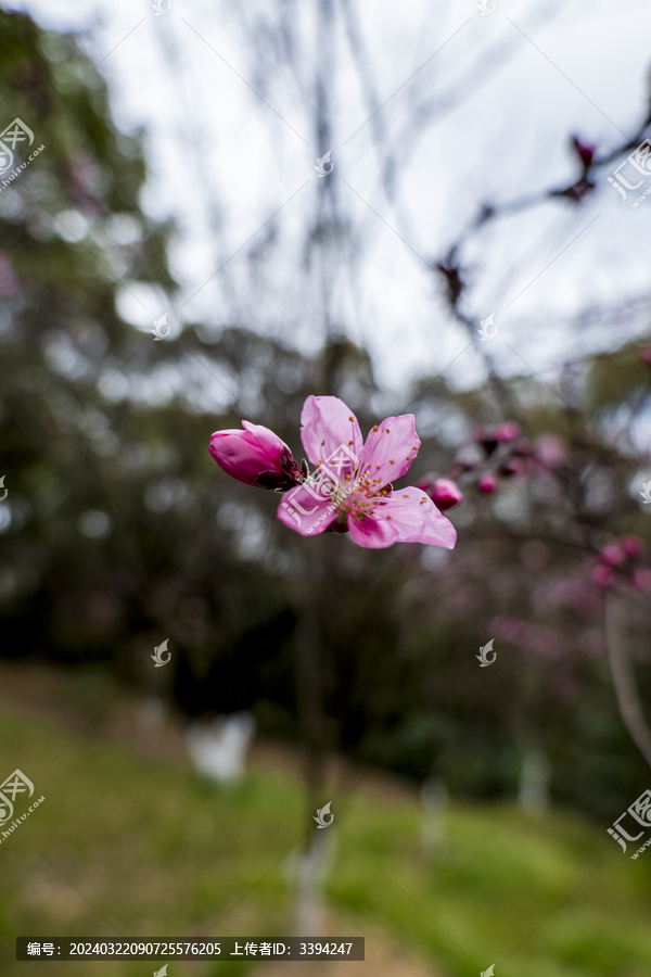 桃花盛开