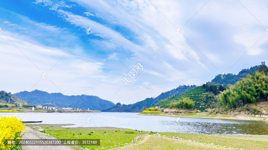 美丽的油菜花海报图片