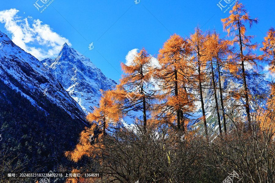 四川阿坝毕棚沟秋景