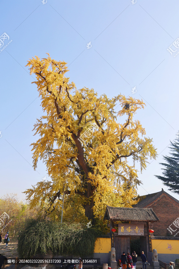 陕西西安百塔寺银杏秋景