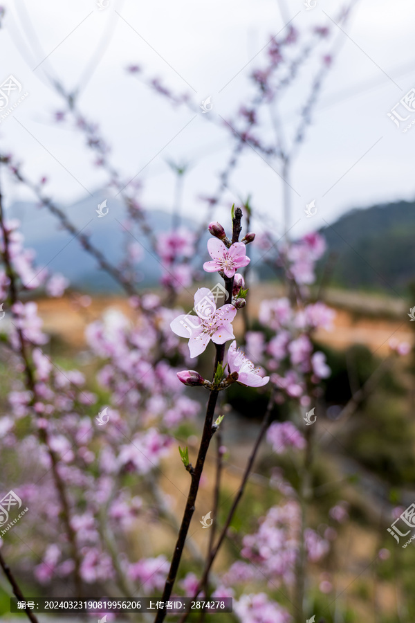 桃花