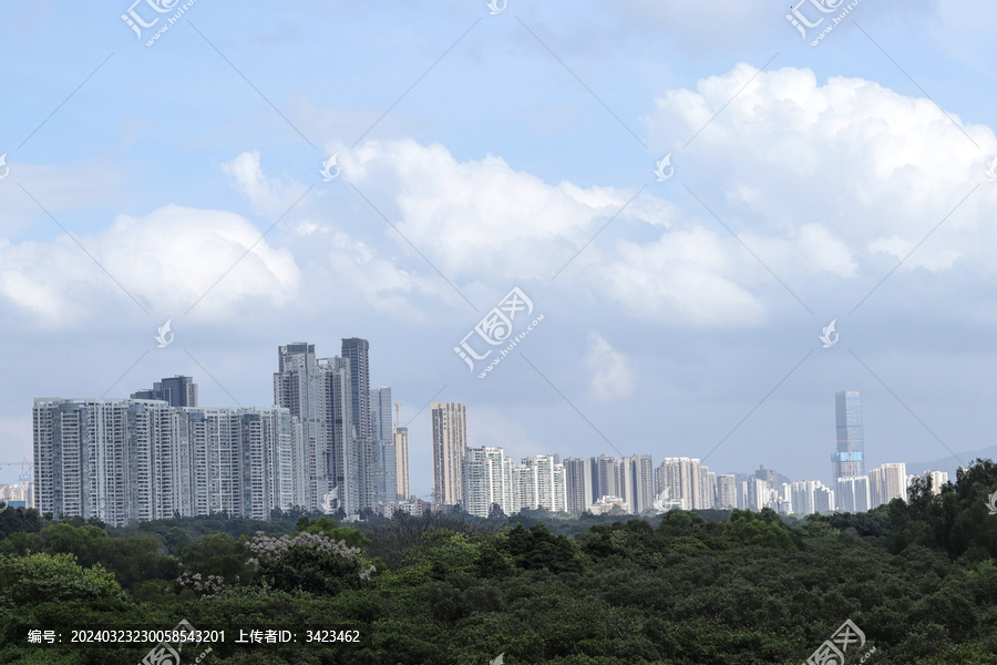 被深圳湾红树林遮住的高楼大厦