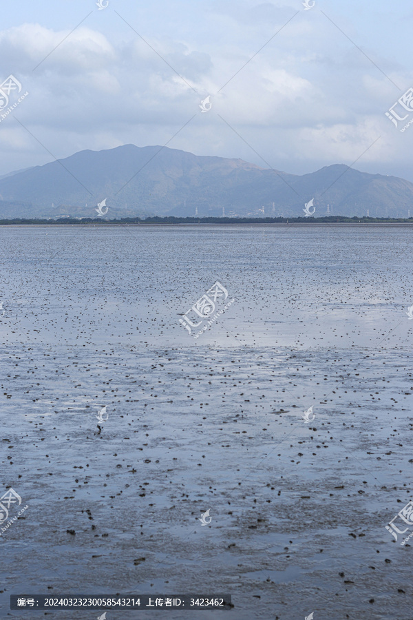 深圳湾退潮后景象