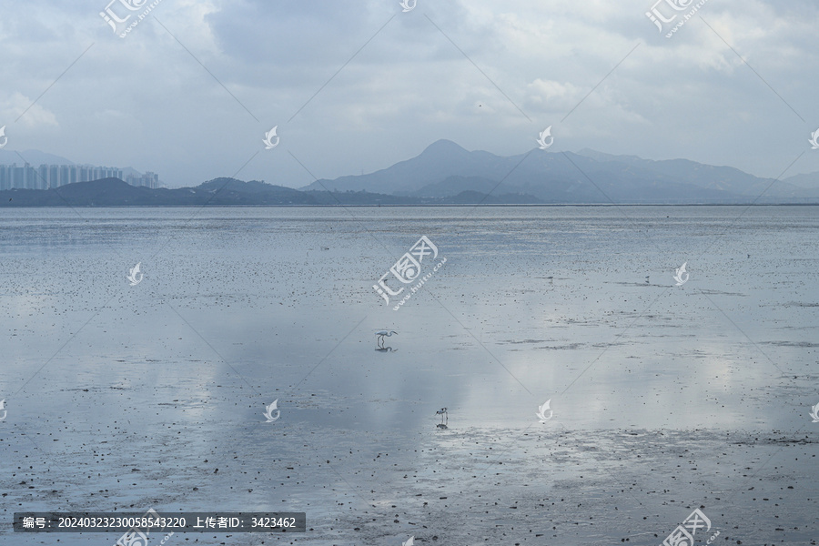 深圳湾退潮后景象