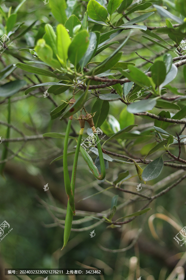 红树林秋茄