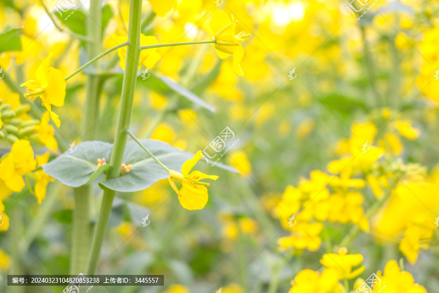 油菜花特写