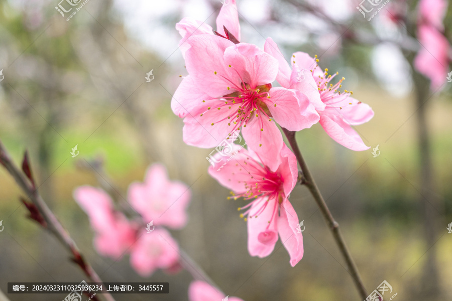 樱花盛开