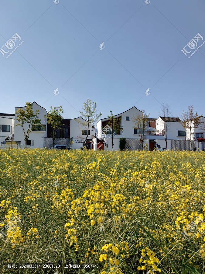 杭派民居油菜花海