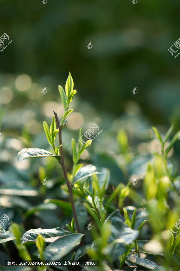 茶芽