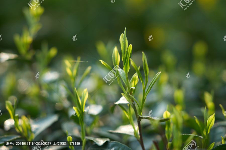 茶树新芽