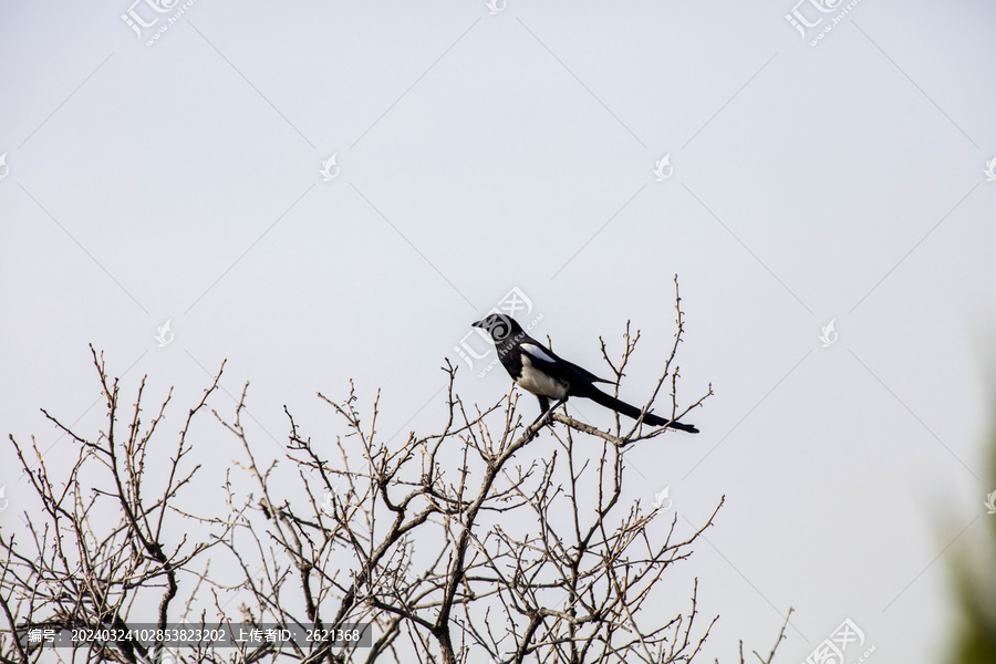 喜鹊登枝