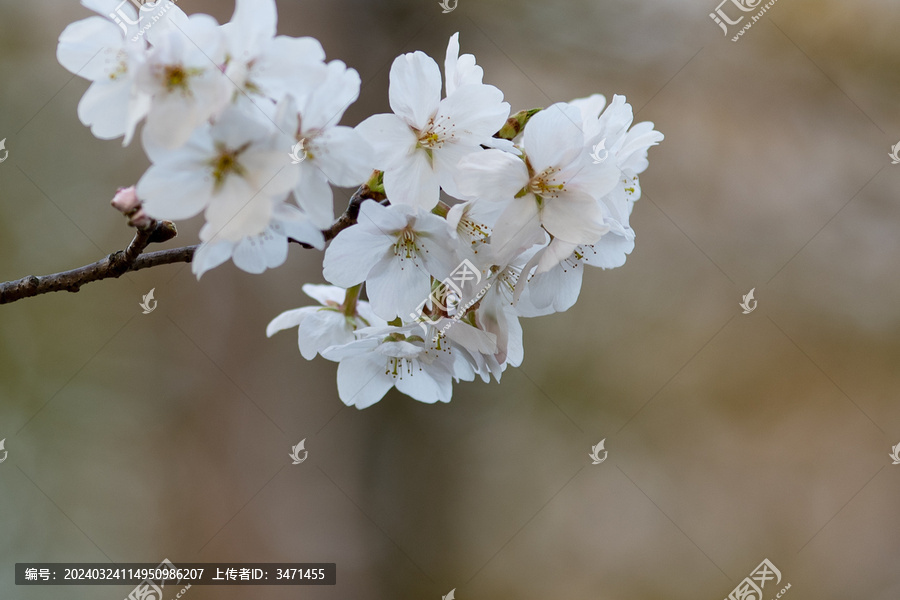 东京樱花