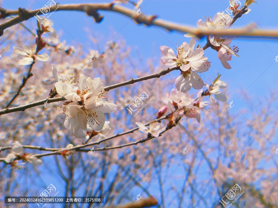 初春桃花