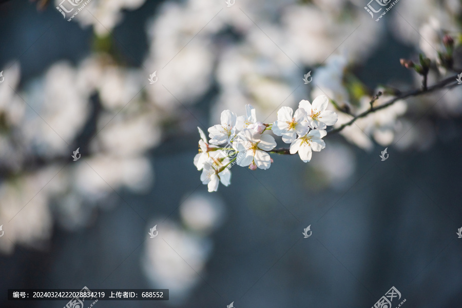 樱花花瓣特写