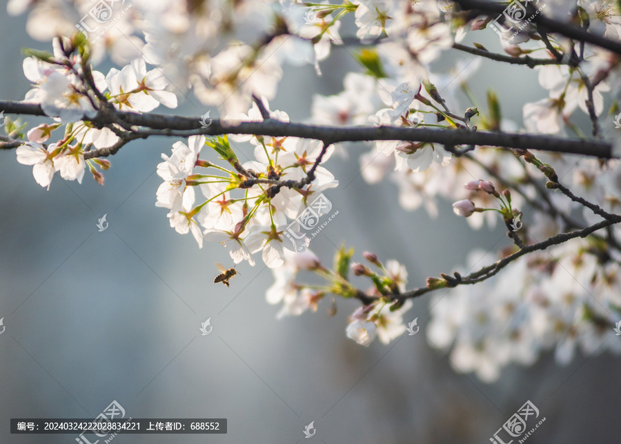 樱花特写蜜蜂