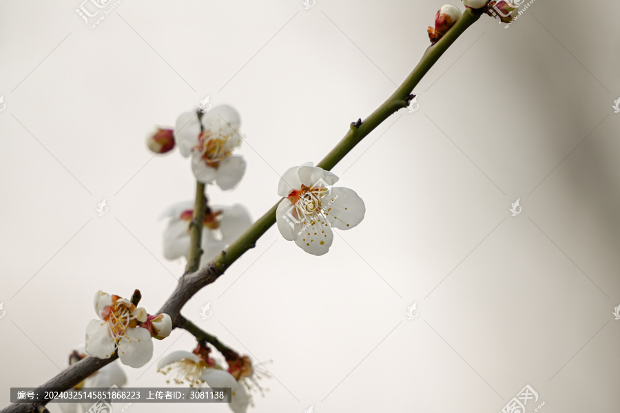 白梅花梅花春天花开梅花特写