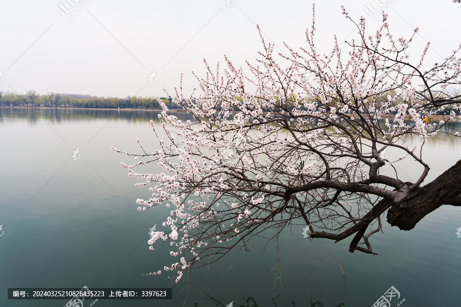 春天湖面的桃树花开满枝头