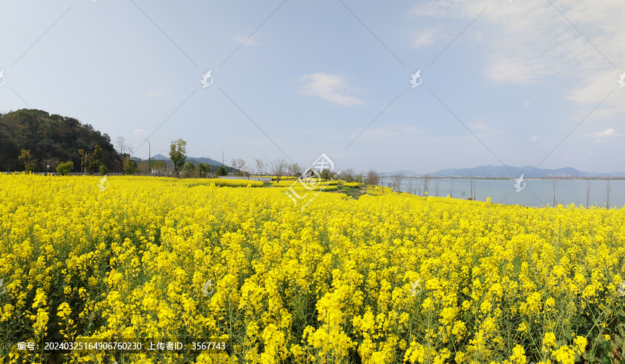 闻潮绿道油菜花海全景