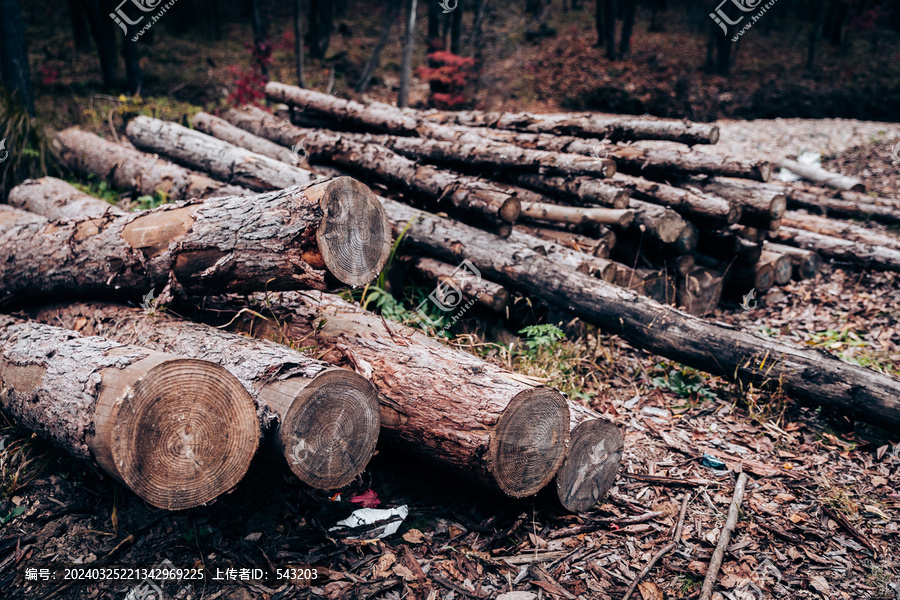 砍伐木材伐树砍树林业木柴火