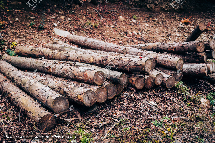 砍伐木材伐树砍树林业木柴火