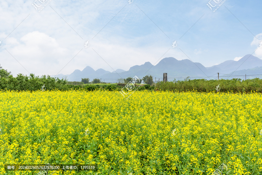 油菜花田