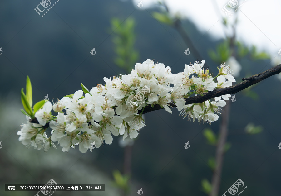 重庆渝北印盒李花