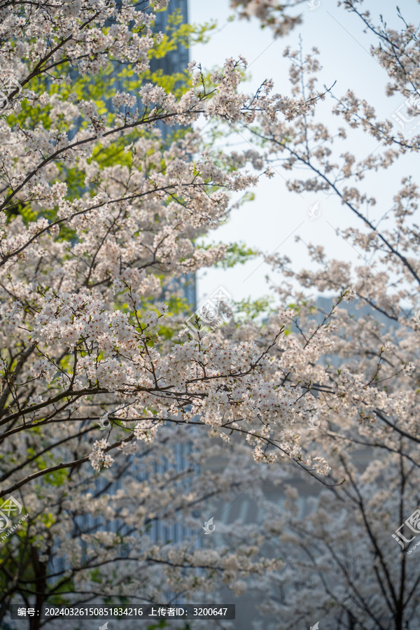 春天的东京樱花