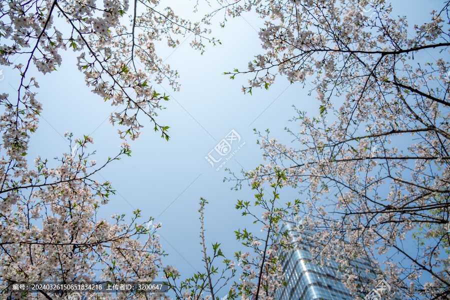 春天的东京樱花