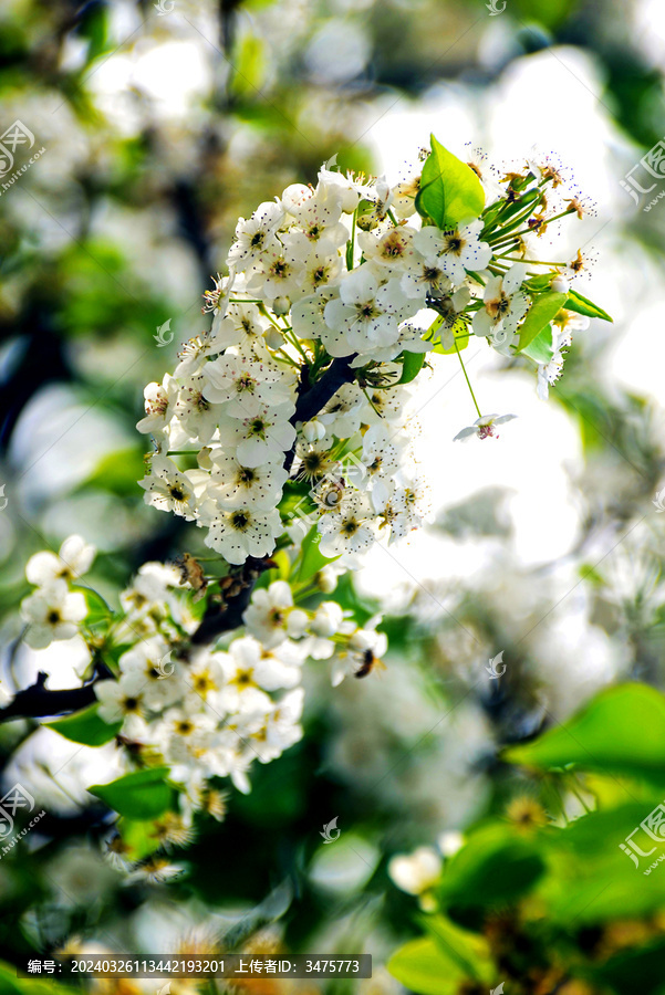 春天里盛开的白色梨花