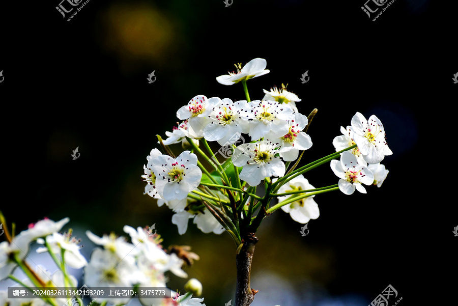 春天里一枝盛开的白色梨花