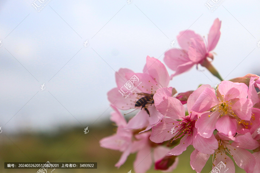 樱花