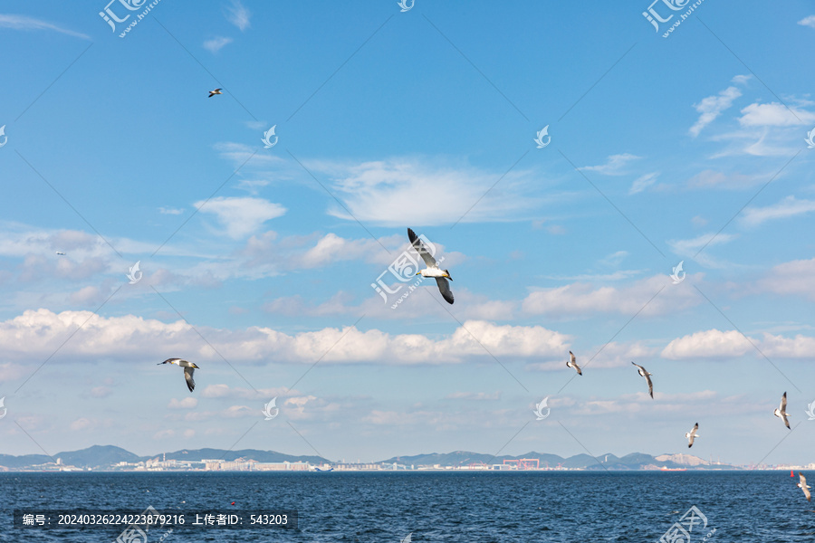 一群海鸥飞翔翱翔蓝天