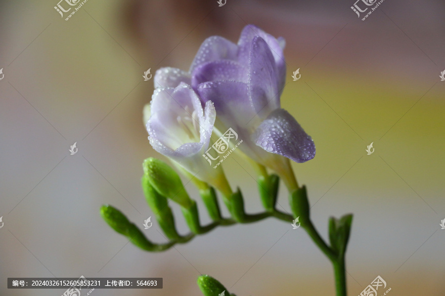 紫色香雪兰