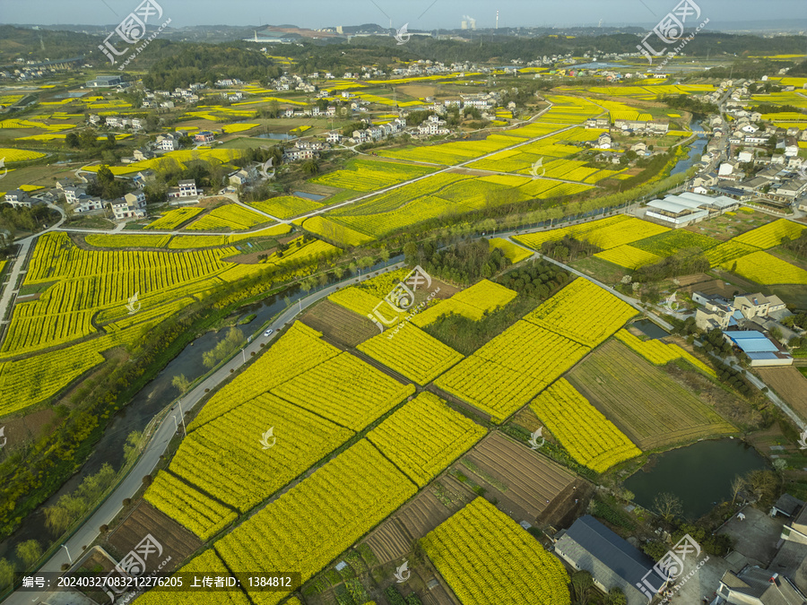 油菜花航拍