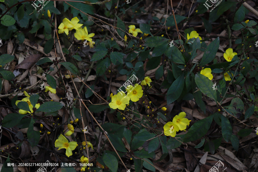 小黄花