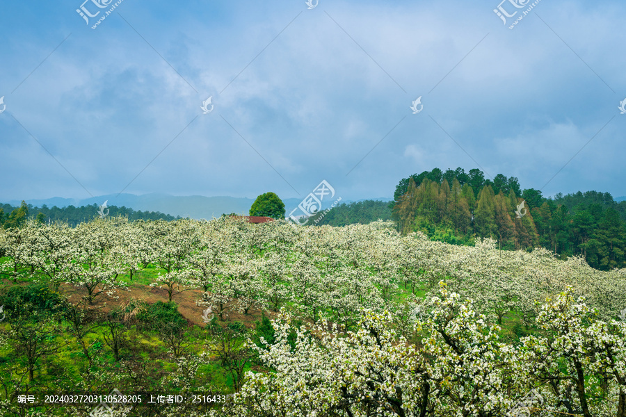 湖南靖州排牙山梨花争相竞开