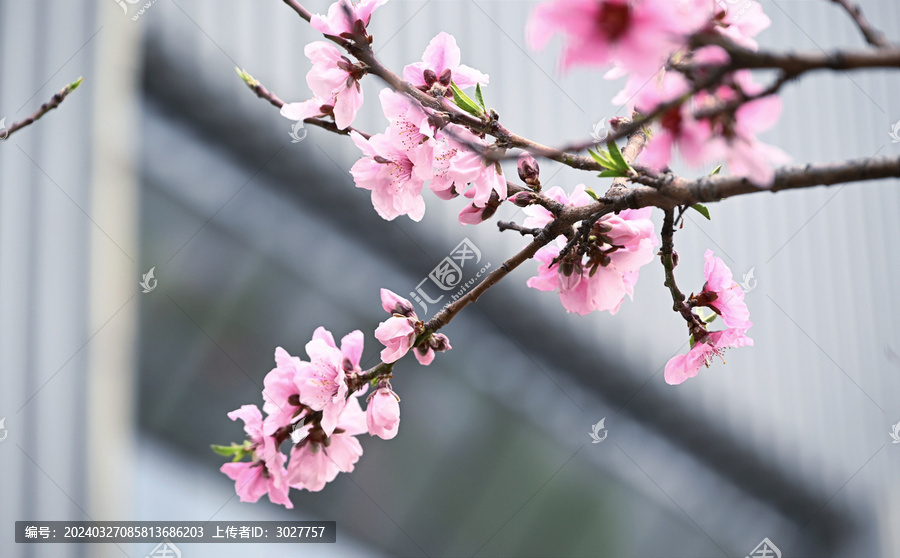 桃花特写