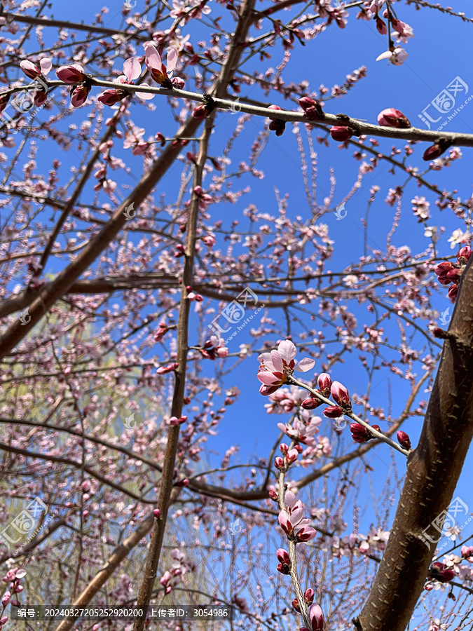 桃花苞