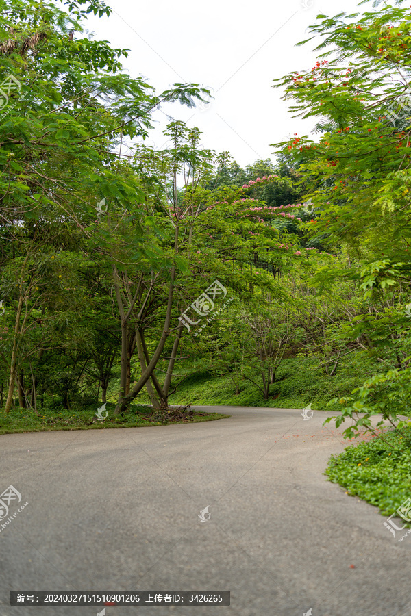 西双版纳花卉园里的路