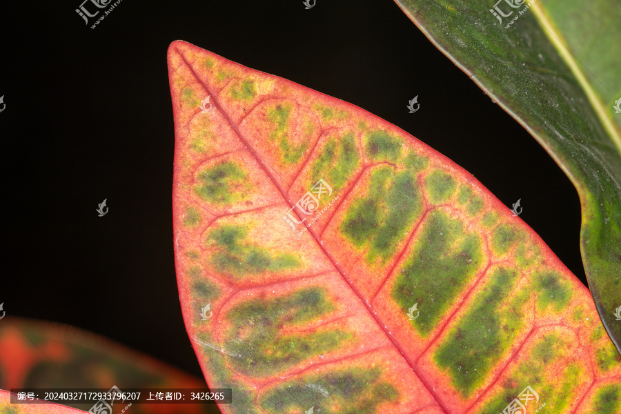 生长的植物叶子