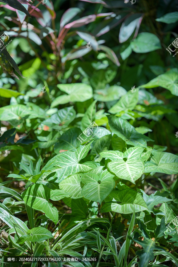 生长的植物叶子