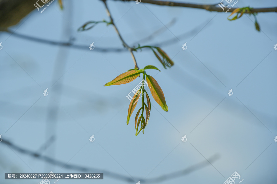 生长的植物叶子