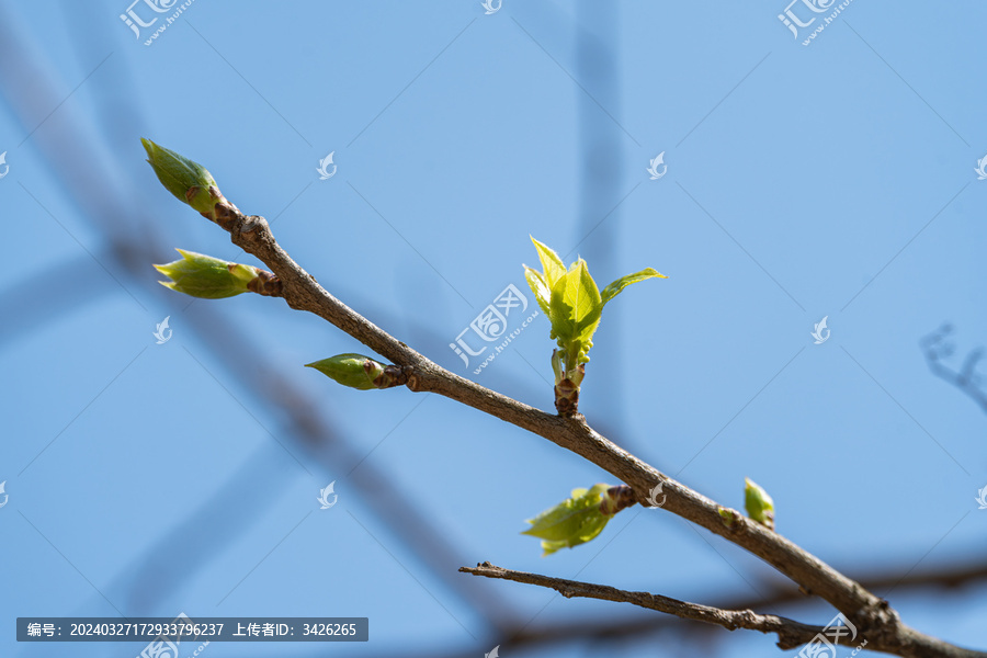 生长的植物叶子