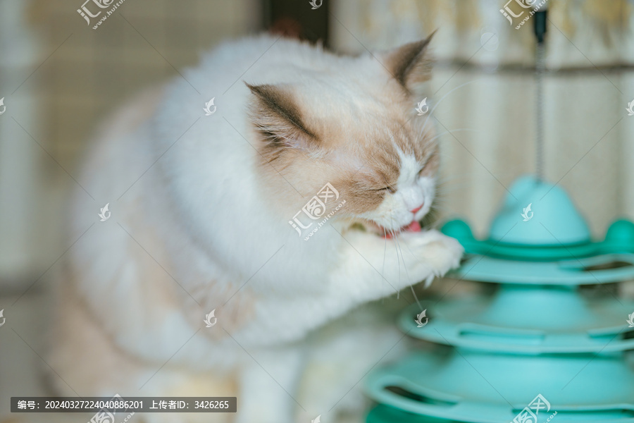 猫在家的特写镜头