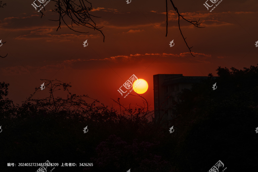 夕阳下树木的轮廓和剪影