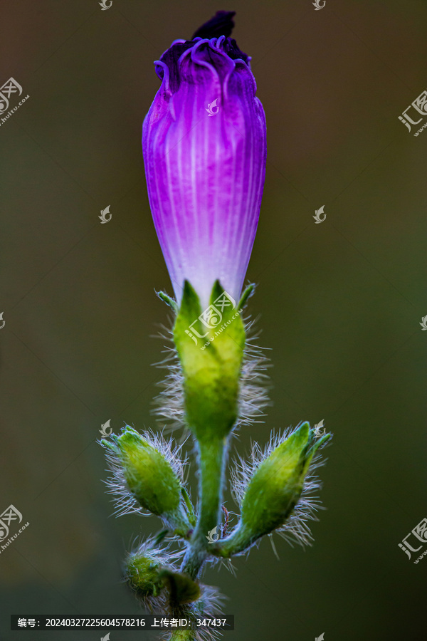 牵牛花花蕾特写