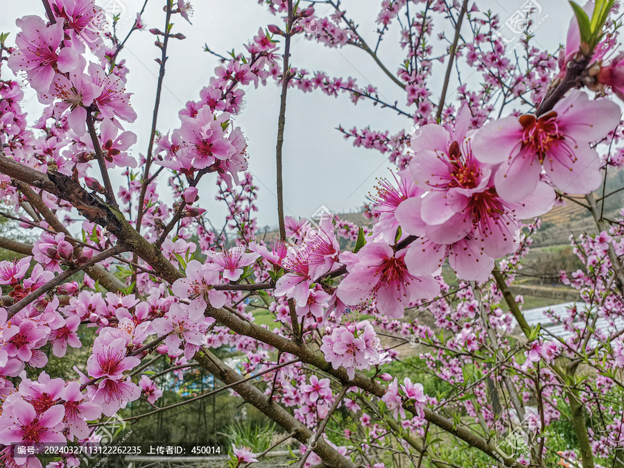 桃花