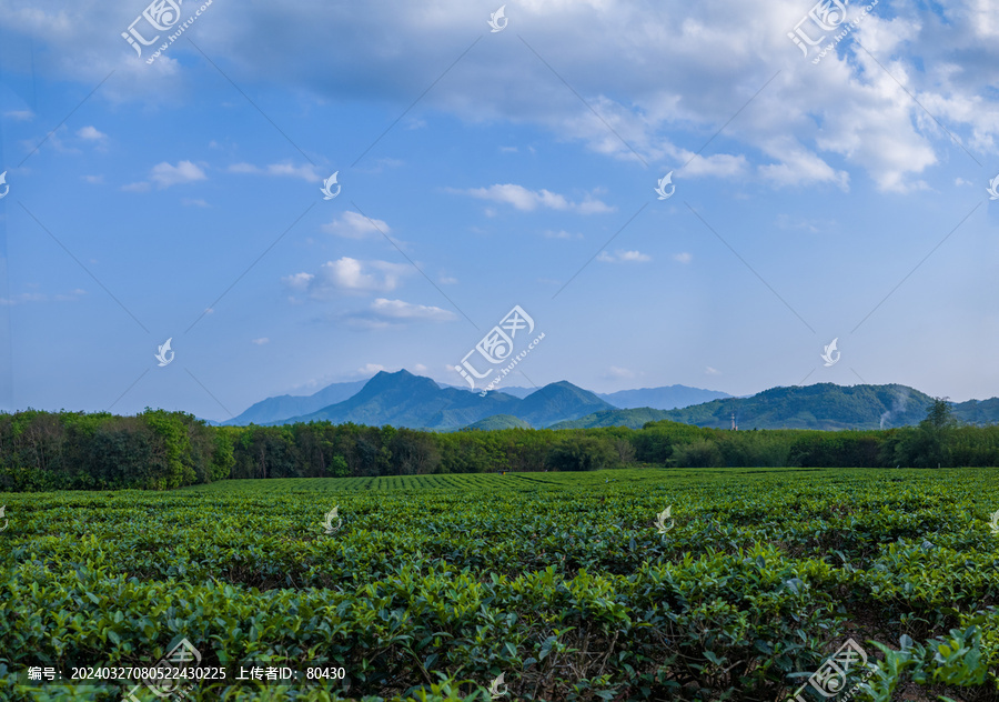 海南白沙茶园航拍