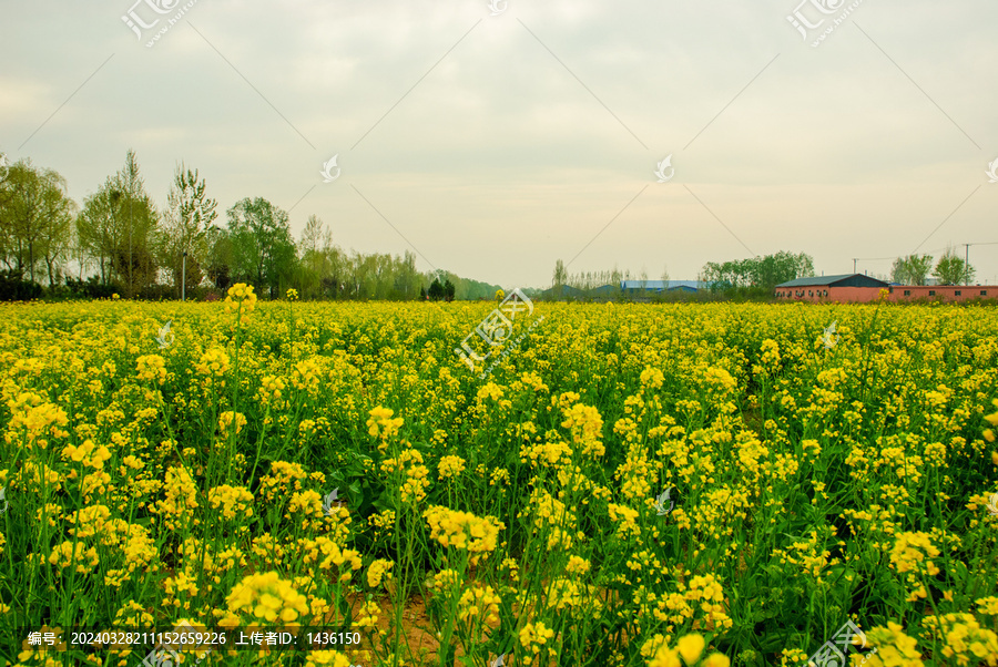 大片油菜花田