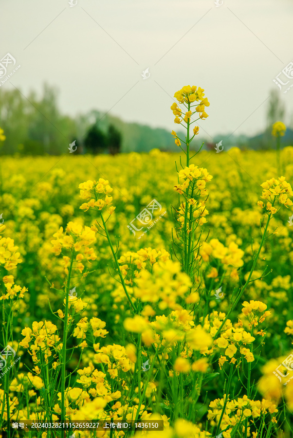 油菜花海